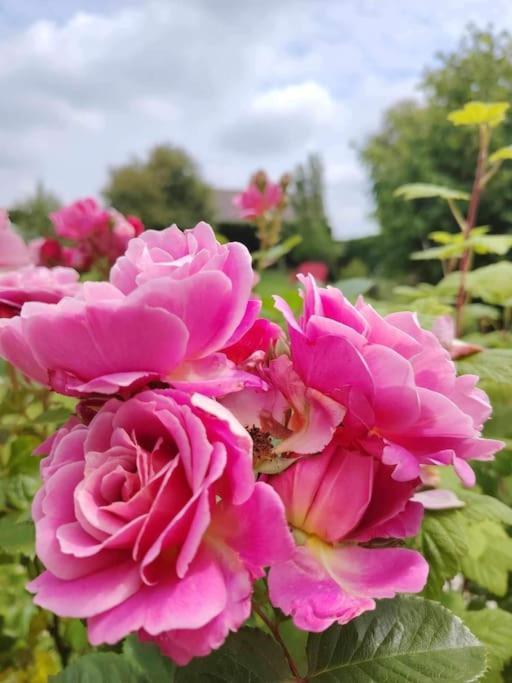 Le Jardin Des Lacs Gite Nature Et Spa Ardres 外观 照片